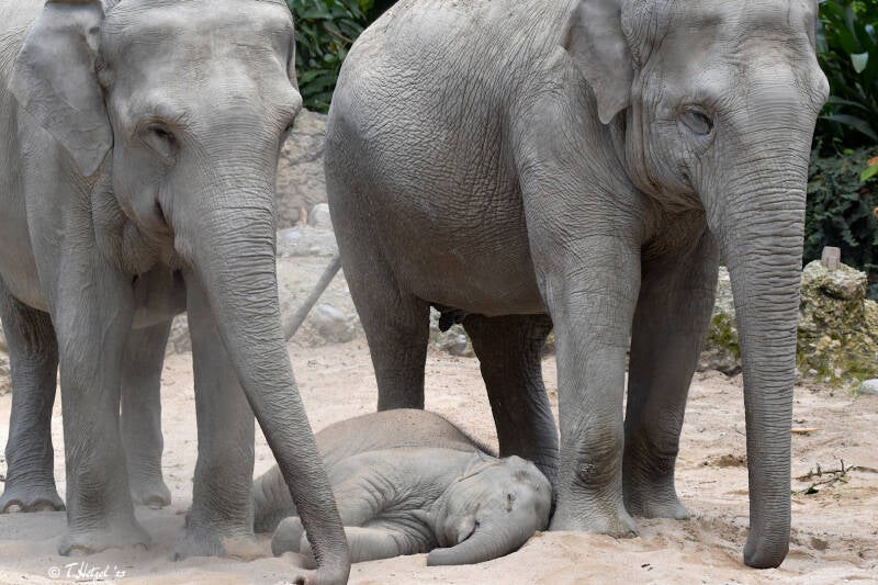 Asiatischer Elefant (kein Unterartenstatus) | Zoo Zürich | 04.07.2020