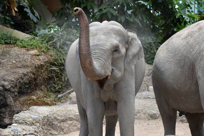 Asiatischer Elefant (kein Unterartenstatus) | Zoo Zürich | 04.07.2020