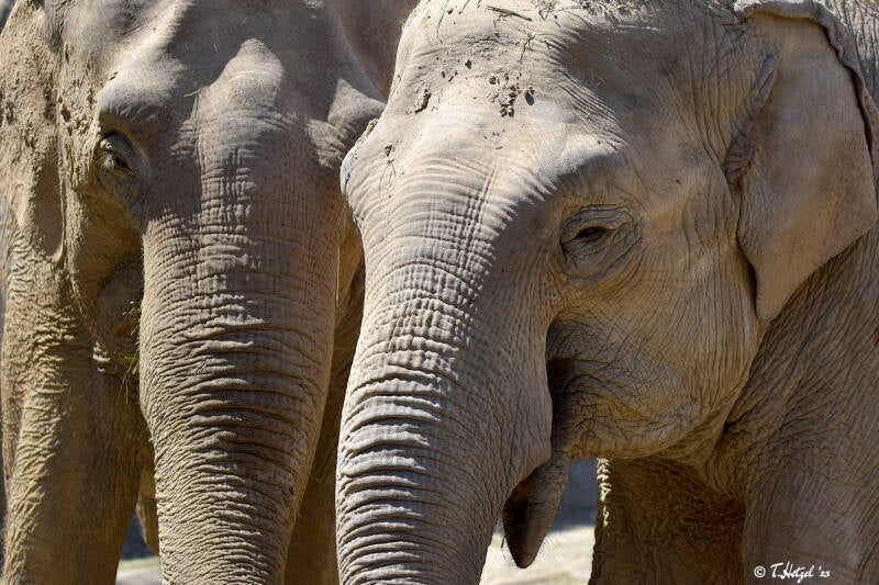 Asiatischer Elefant (kein Unterartenstatus) | Zoo Krefeld | 02.06.2020