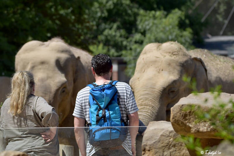 Asiatischer Elefant (kein Unterartenstatus) | Zoo Krefeld | 02.06.2020