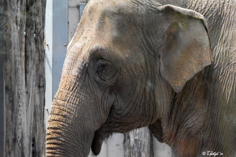 asiatisAsiatischer Elefant (kein Unterartenstatus) | Zoologischer Stadtgarten Karlsruhe | 03.07.2020