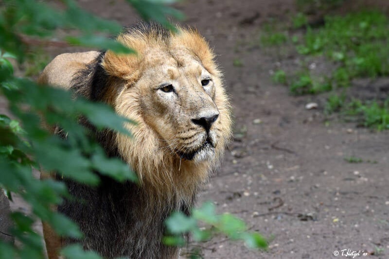 Asiatischer Löwe | Tiergarten Nürnberg | 04.07.2021