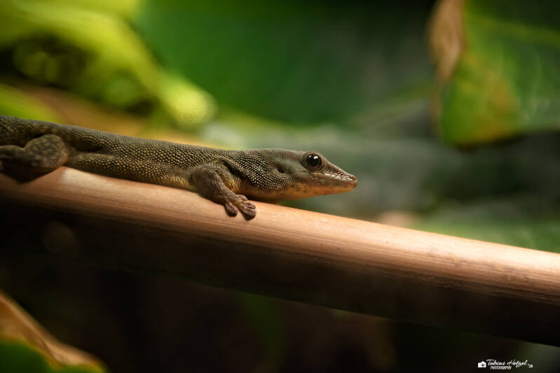 Assumption-Taggecko | Tierpark Chemnitz | 13.07.2025