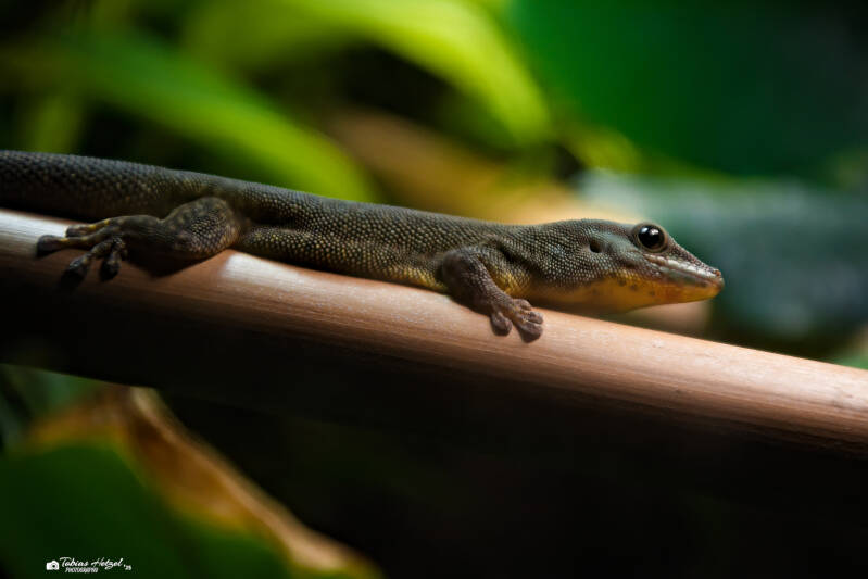 Assumption-Taggecko | Tierpark Chemnitz | 13.07.2025