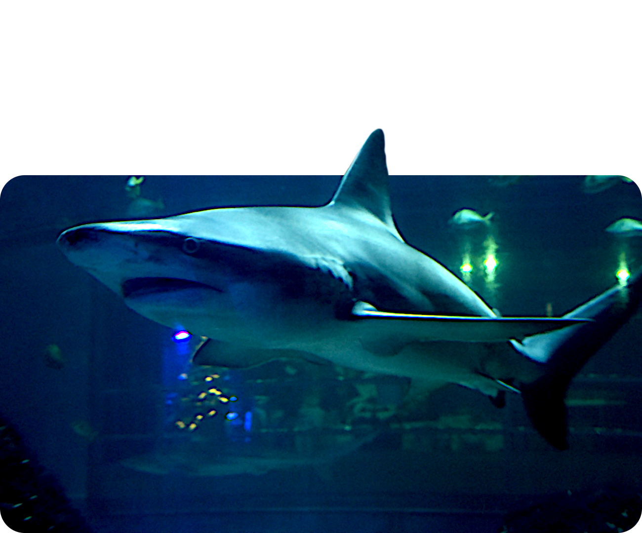 Atlantischer Braunhai