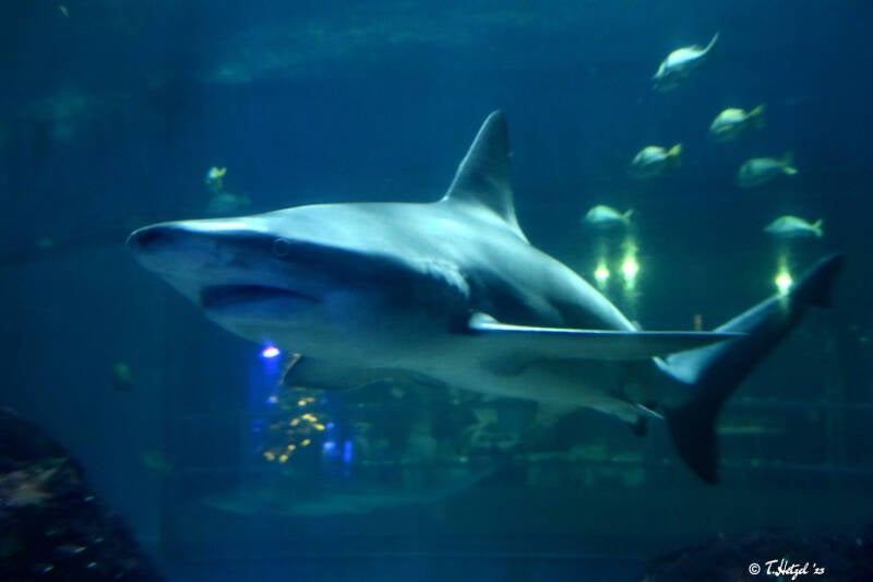 Atlantischer Braunhai