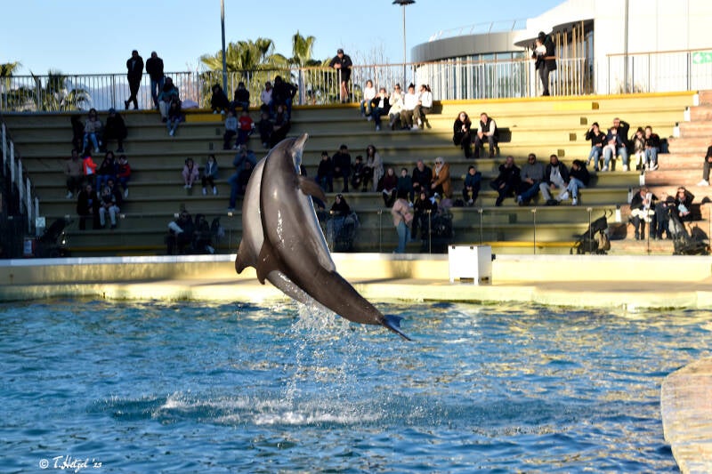 Atlantischer Großer Tümmler