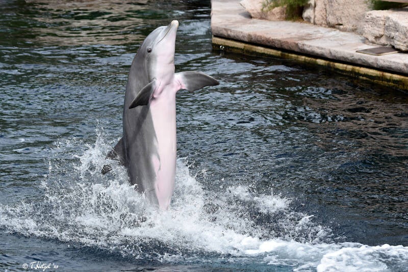 Atlantischer Großer Tümmler | Tiergarten Nürnberg | 12.08.2023