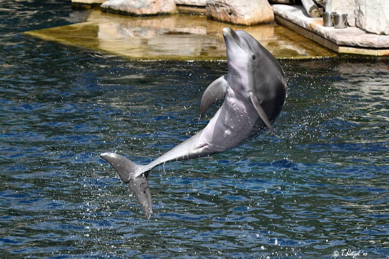Atlantischer Großer Tümmler | Tiergarten Nürnberg | 12.08.2023