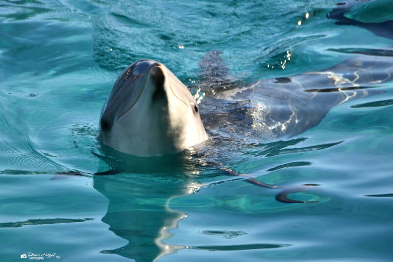 Atlantischer Großer Tümmler | Marineland Antibes | 16.12.2023