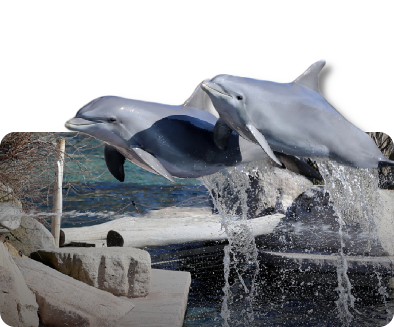 Atlantischer Großer Tümmler