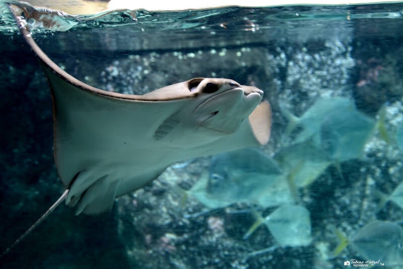 Atlantischer Kuhnasenrochen | Diergaarde Blijdorp, Rotterdam | 09.07.2021
