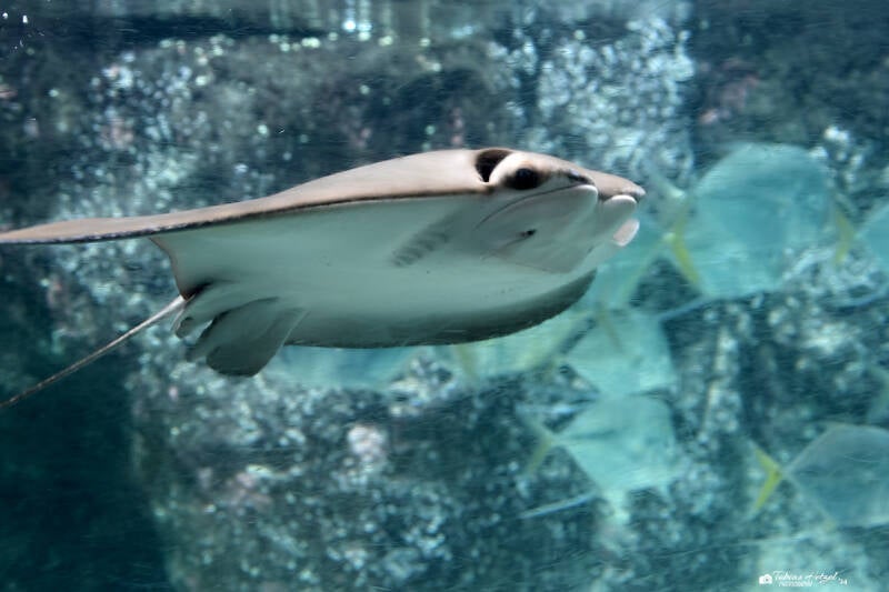 Atlantischer Kuhnasenrochen | Diergaarde Blijdorp, Rotterdam | 09.07.2021