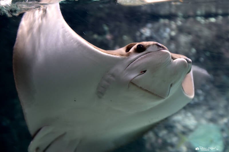 Atlantischer Kuhnasenrochen | Diergaarde Blijdorp, Rotterdam | 09.07.2021