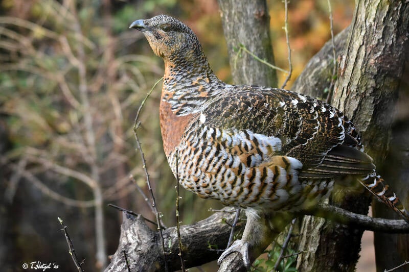 Auerhuhn (kein Unterartenstatus) | Kölner Zoo | 03.12.2023
