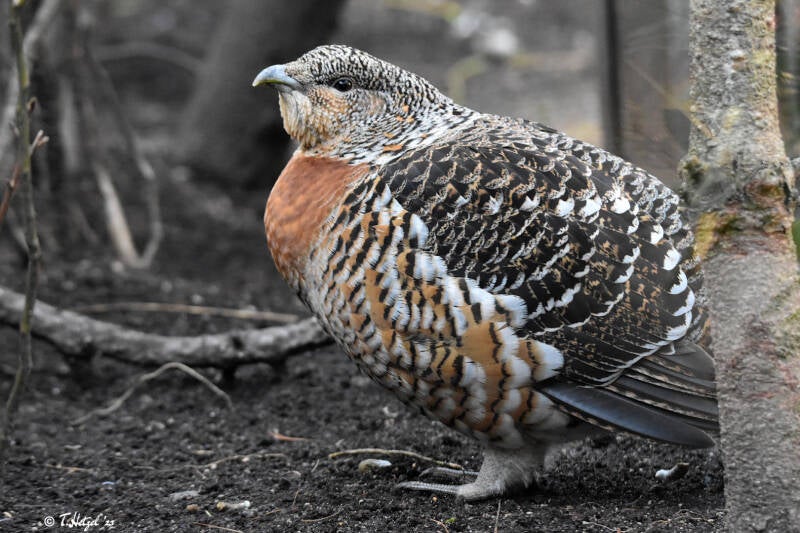 Auerhuhn (kein Unterartenstatus) | Kölner Zoo | 03.12.2023