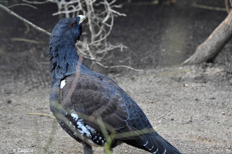 Auerhuhn (kein Unterartenstatus) | Kölner Zoo | 03.12.2023