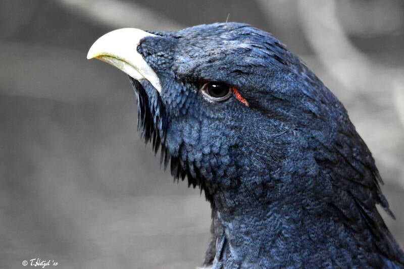 Auerhuhn (kein Unterartenstatus) | Kölner Zoo | 03.12.2023