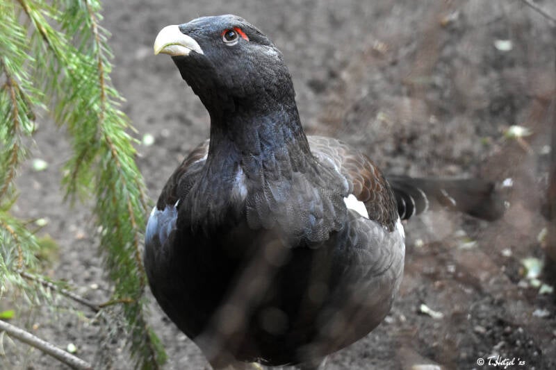 Auerhuhn (kein Unterartenstatus) | Kölner Zoo | 03.12.2023