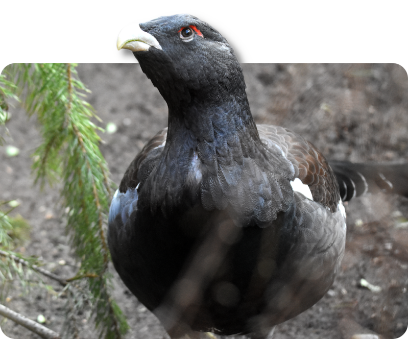 Auerhuhn (kein Unterartenstatus)