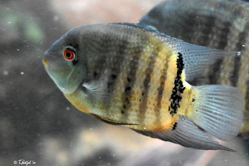 Augenfleck-Buntbarsch | Zoo Frankfurt | 10.03.2022