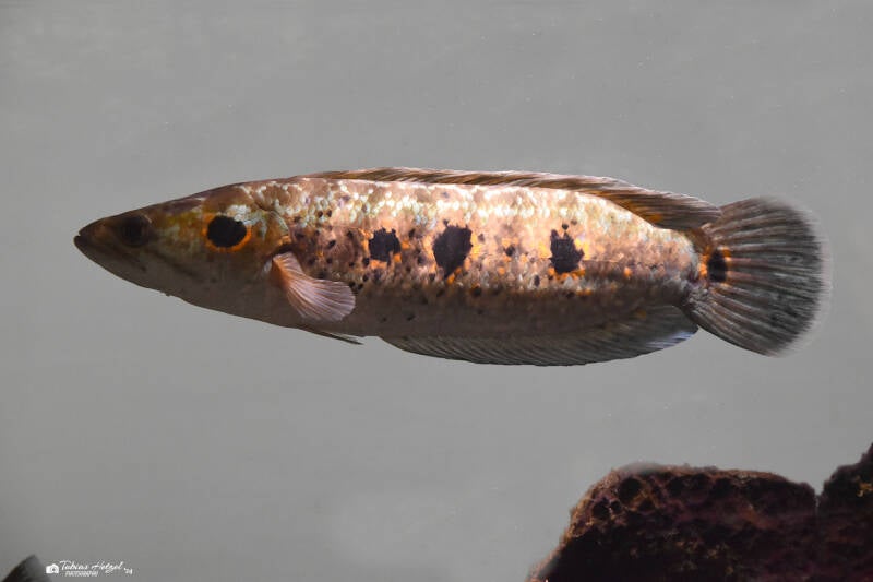 Augenfleck-Schlangenkopffisch | Museum Koenig, Bonn | 11.02.2024