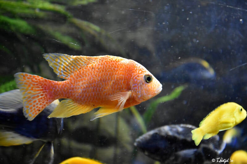 Aulonocara spec. f. "Dragon Blood"