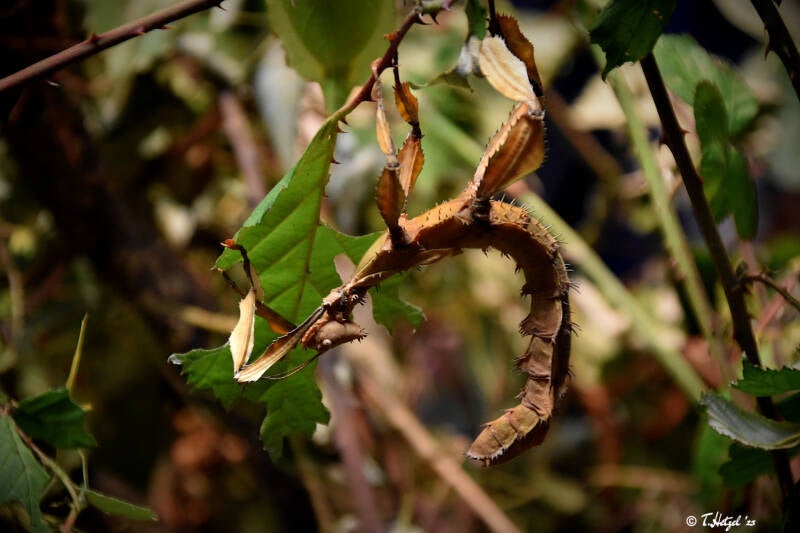 Australische Gespenstschrecke