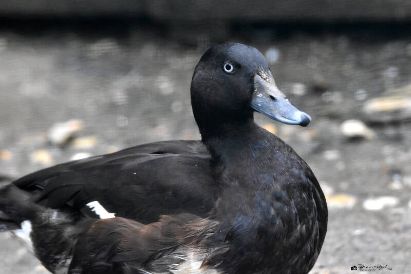 Tasmanmoorente | Zoo Plzen | 17.09.2022