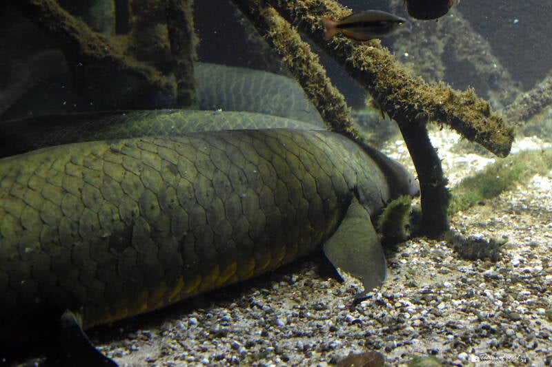 Australischer Lungenfisch | Zoo Frankfurt | 08.09.2023