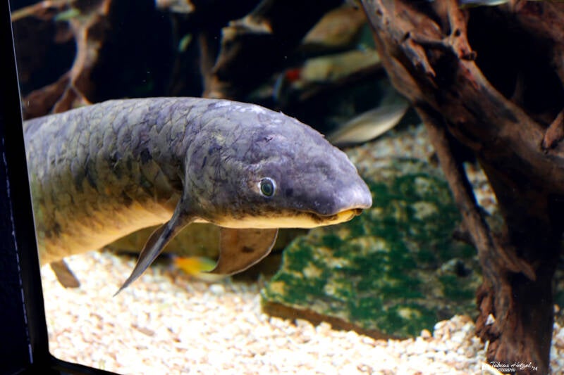 Australischer Lungenfisch | Zoo Duisburg | 23.01.2018