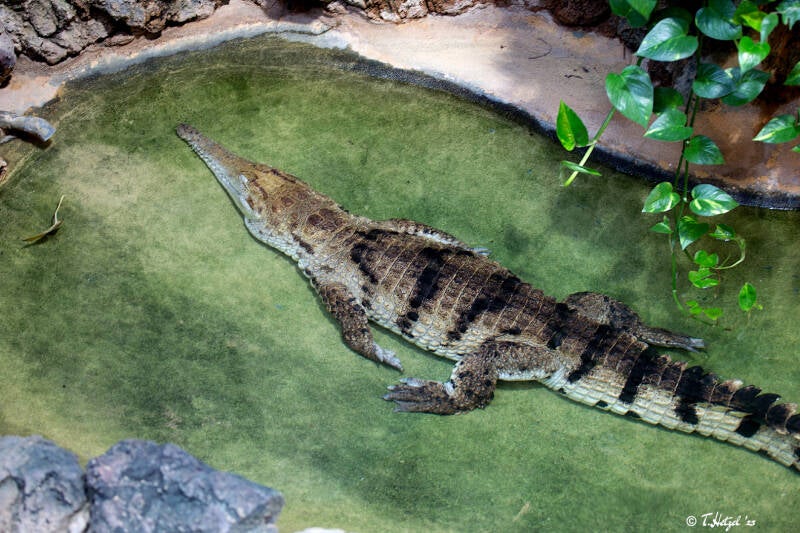 Australisches Süßwasserkrokodil | Zoo Frankfurt | 30.12.2017