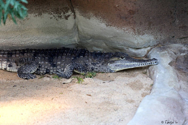 Australisches Süßwasserkrokodil | Wilhelma Stuttgart | 14.08.2018