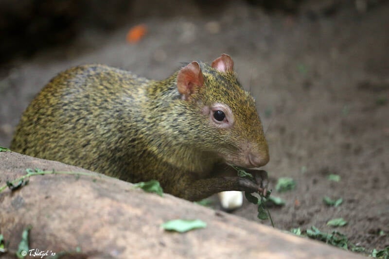 Azara-Aguti | Tierpark Berlin | 27.05.2018