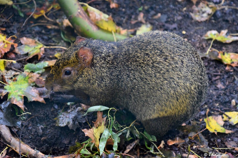 Azara-Aguti | Tiergarten Schönebeck | 21.10.2020
