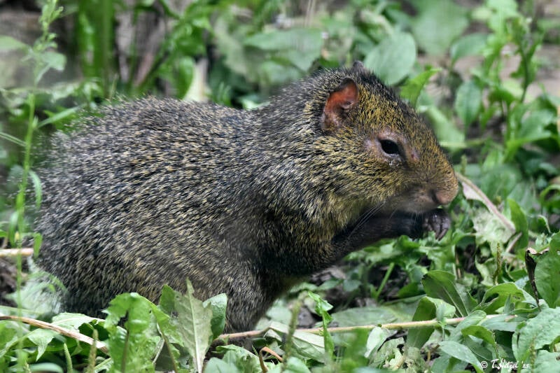 Azara-Aguti | Tierpark Gotha | 01.08.2022