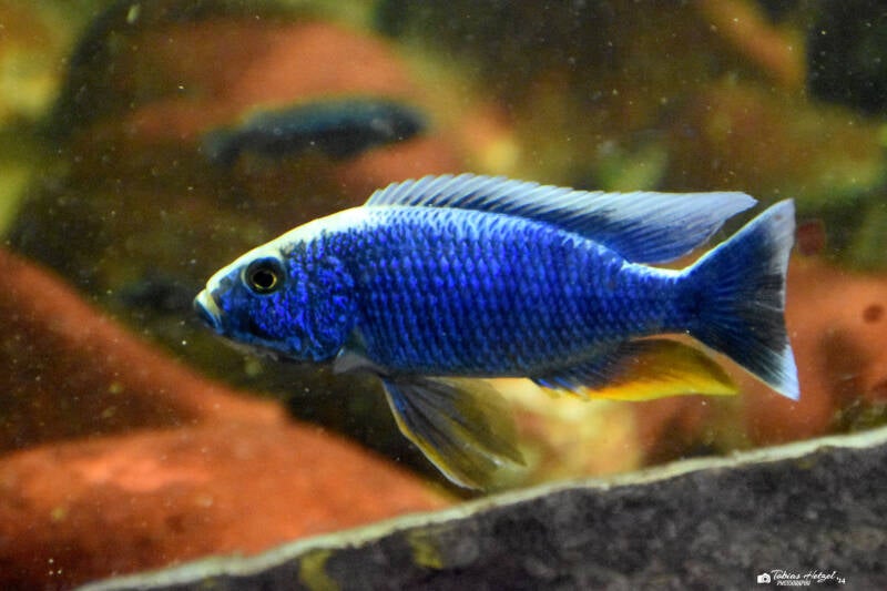 Azur-Malawibuntbarsch | Zoologischer Stadtgarten Karlsruhe | 12.11.2023