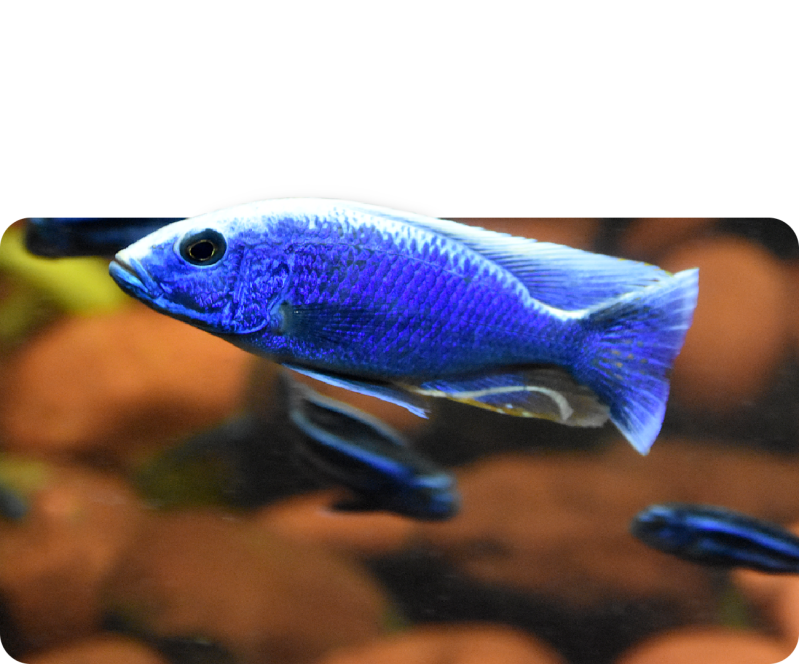 Azur-Malawibuntbarsch