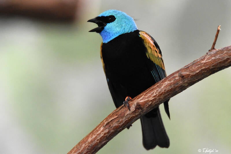 Azurkopftangare (kein Unterartenstatus)