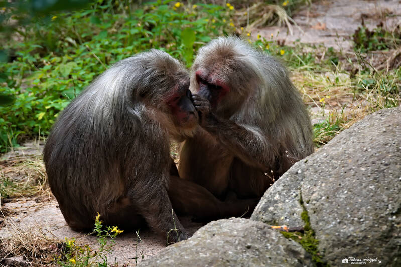 Bärenmakak | Tierpark Chemnitz | 13.07.2025