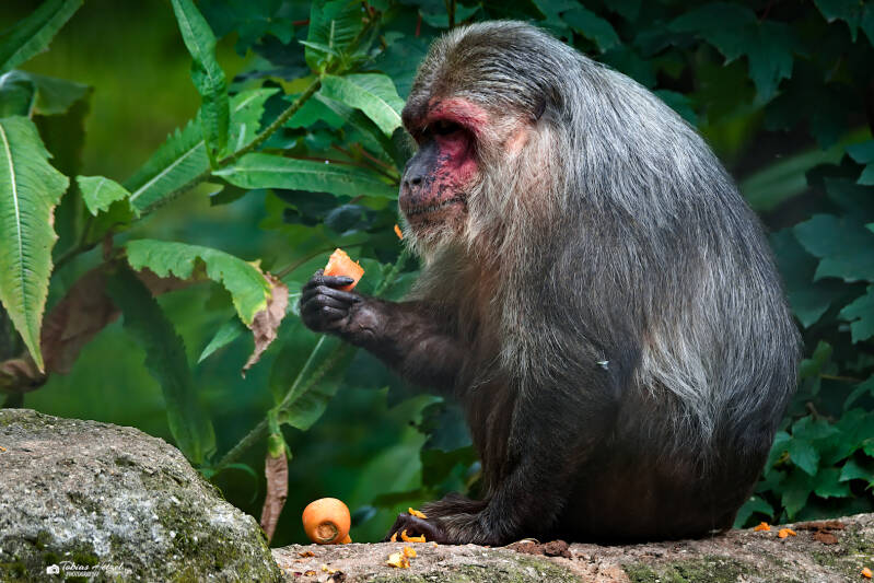 Bärenmakak | Tierpark Chemnitz | 13.07.2025