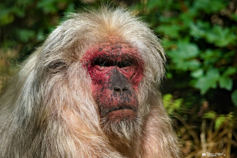Bärenmakak | Tierpark Chemnitz | 13.07.2025