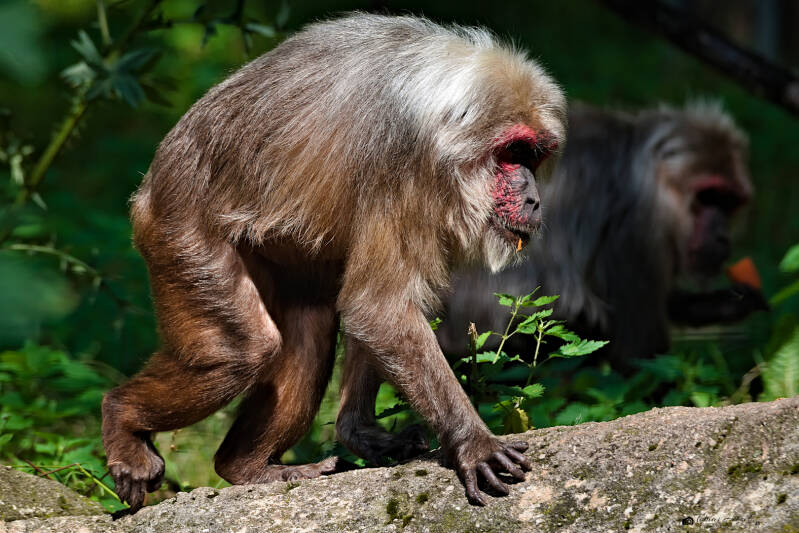 Bärenmakak | Tierpark Chemnitz | 13.07.2025