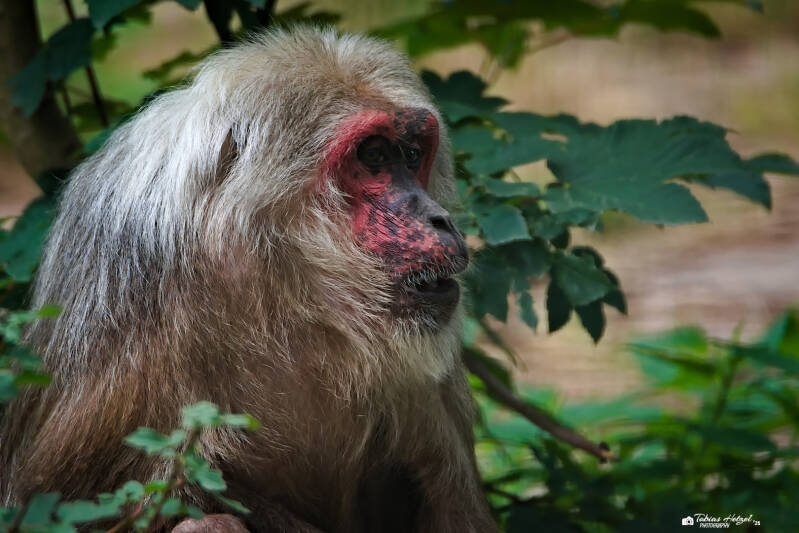 Bärenmakak | Tierpark Chemnitz | 13.07.2025
