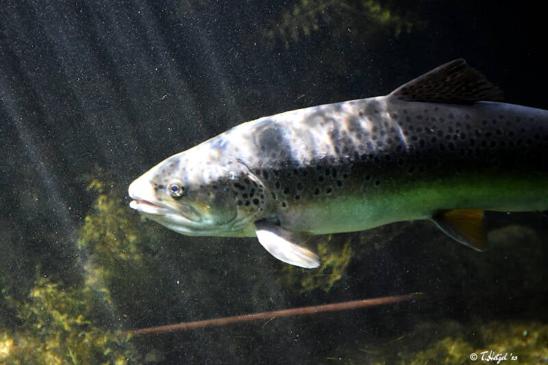 Bachforelle | Wilhelma Stuttgart | 16.06.2023