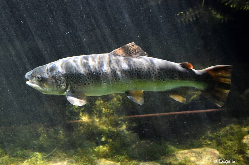 Bachforelle | Wilhelma Stuttgart | 16.06.2023