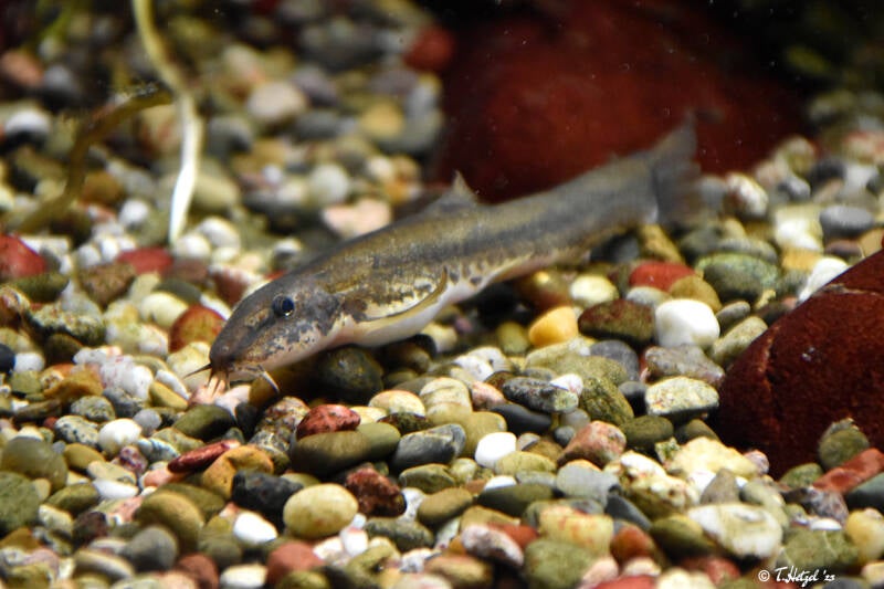 Bachschmerle | WIlhelma Stuttgart | 16.06.2023