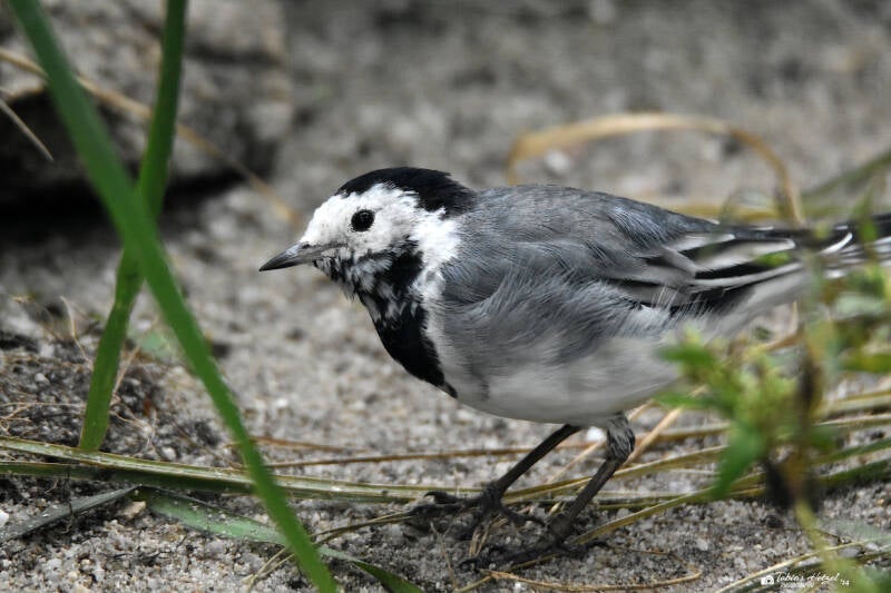 Bachstelze (Nominatform) | Zoo Plzen | 17.09.2022