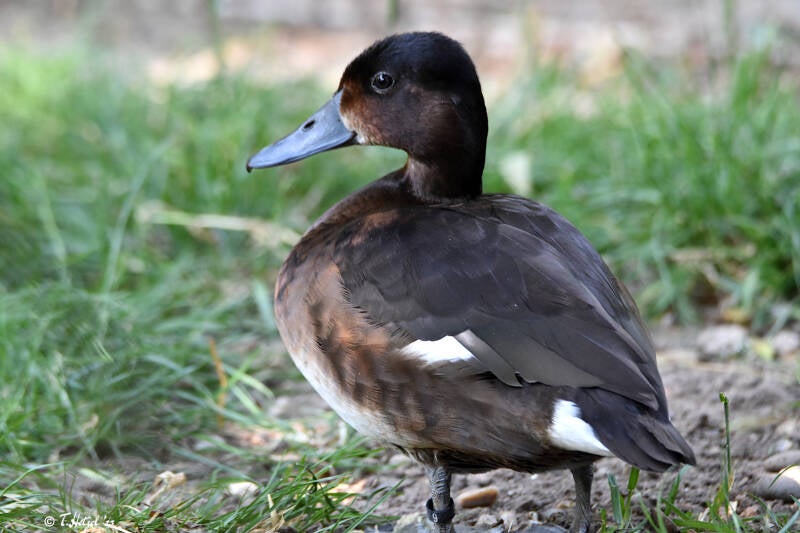 Baermoorente | Wilhelma Stuttgart | 16.06.2023