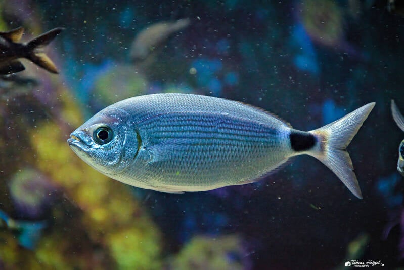 Bandbrasse | Zoo Frankfurt | 28.09.2024